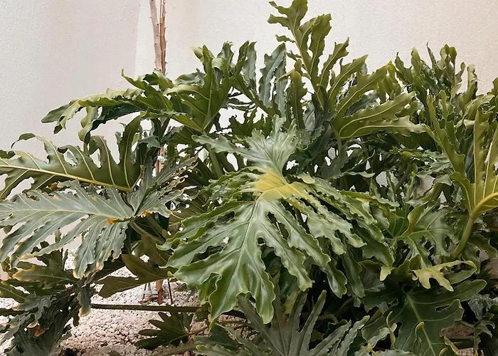 Aparthotel Katana Kaş