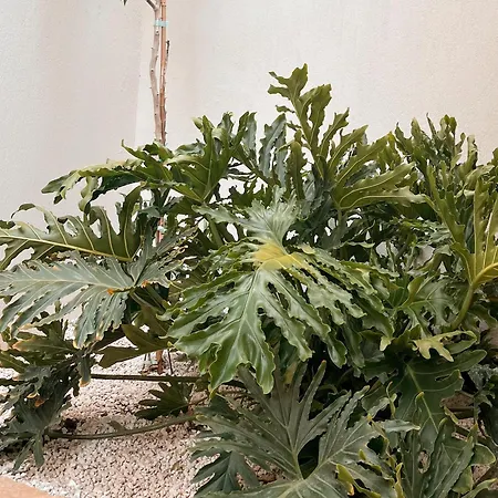 Hotel apartamentowy Katana Kaş