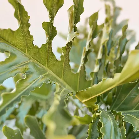 Katana Apartahotel 3*